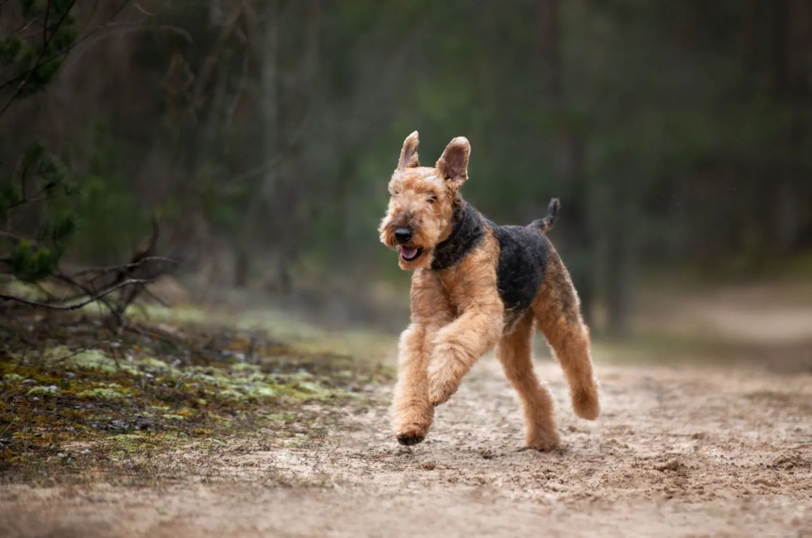 airedale terrier running in the forest