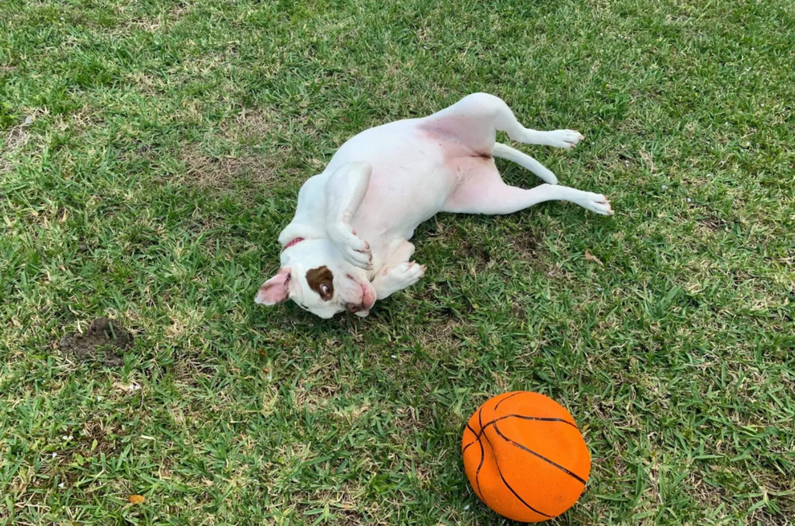 alapaha blue-blood bulldog playing with a ball