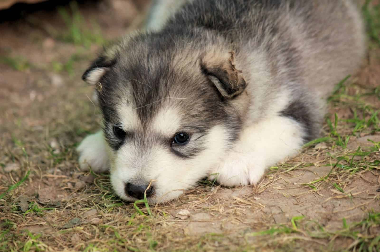 alaskan malamute puppy lying on the ground