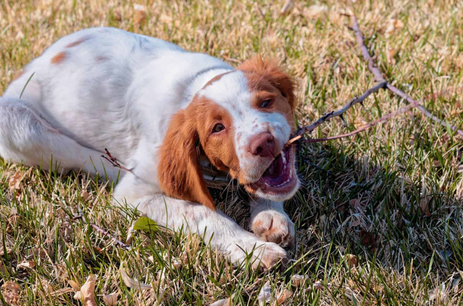 american brittany puppy playing with a stick