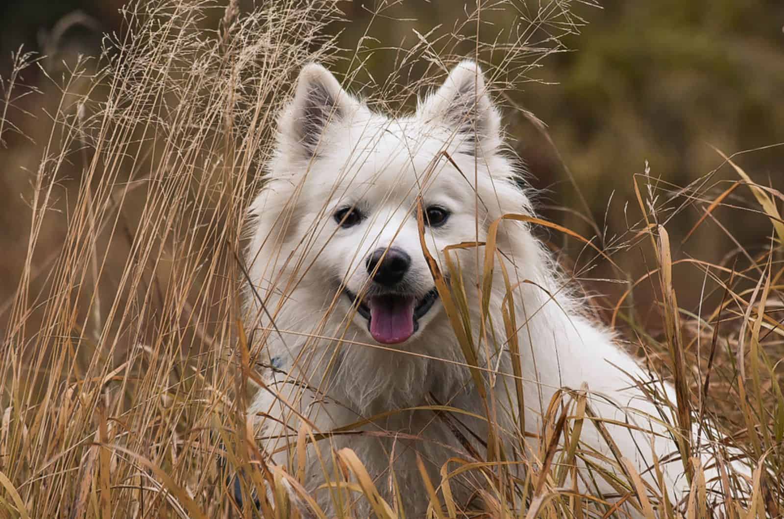 american eskimo dog in a meadow