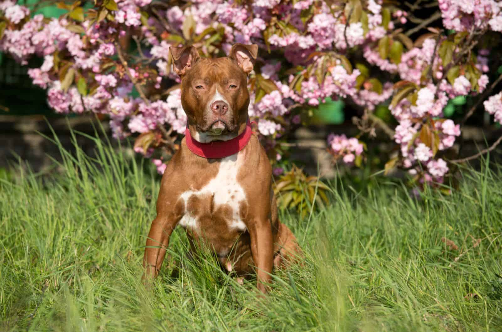 american pit bull terrier