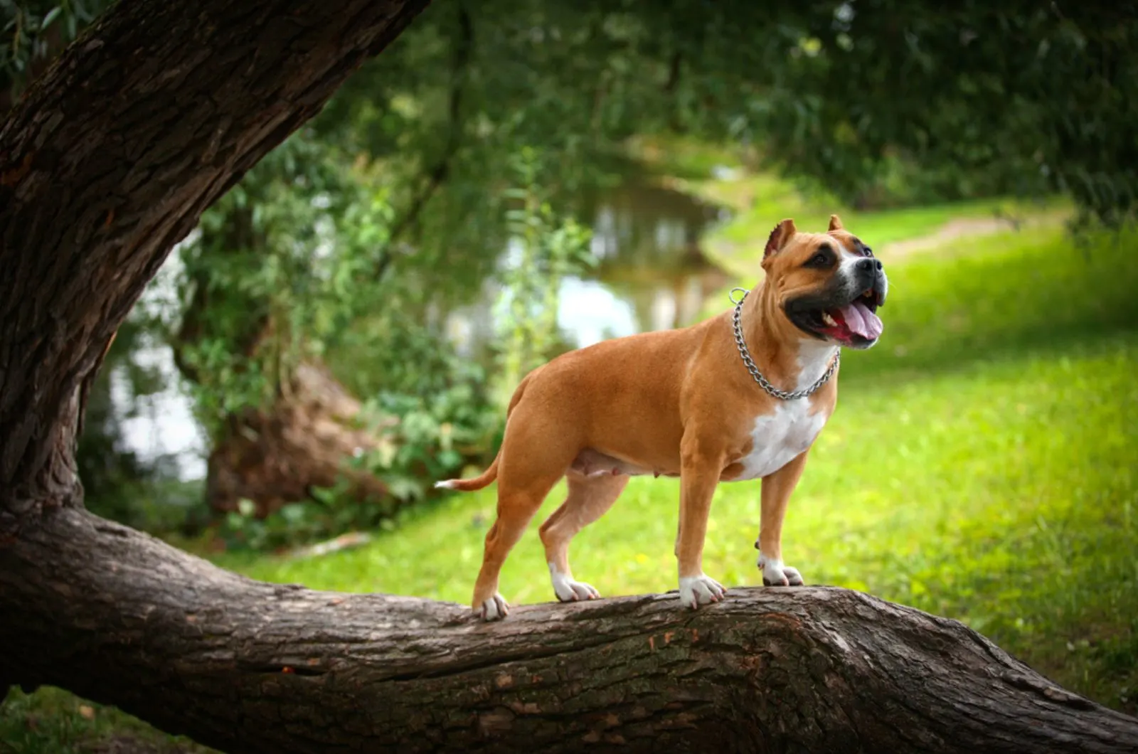 american staffordshire terrier in nature