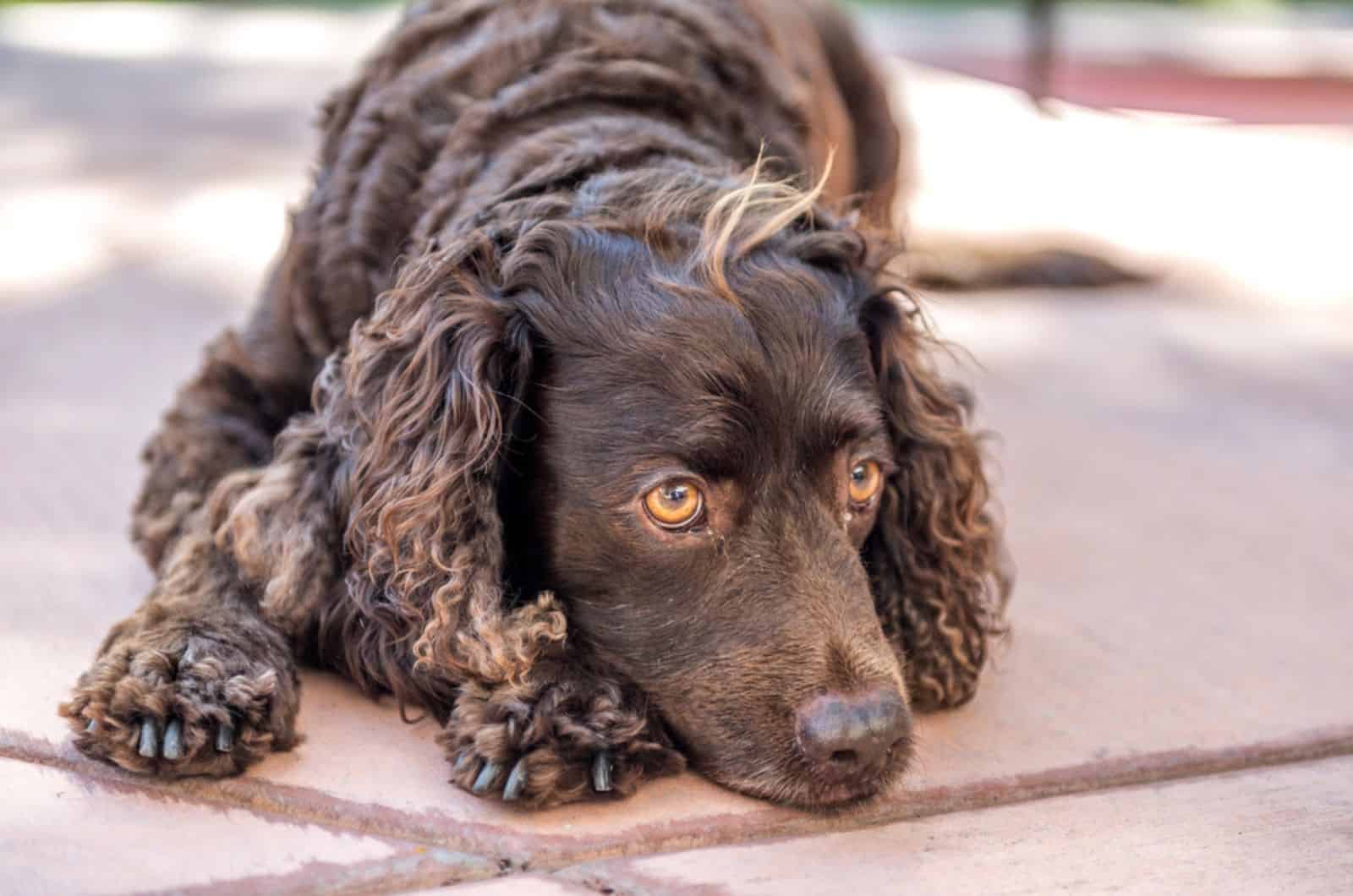 american water spaniel lying on the ground