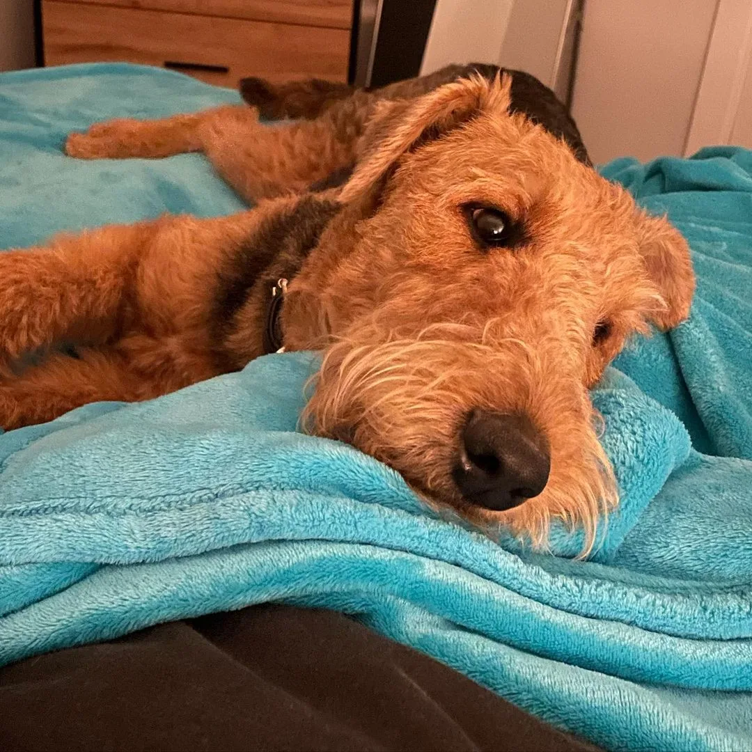 an Airedale Terrier puppy lies on a blanket