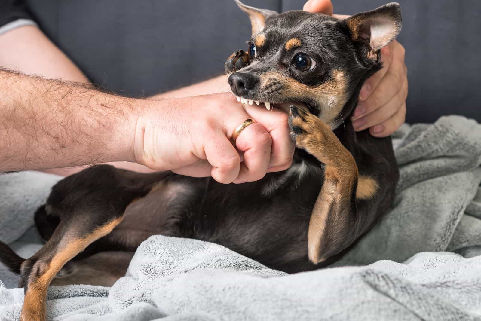 an angry Chihuahua bites a man's hand