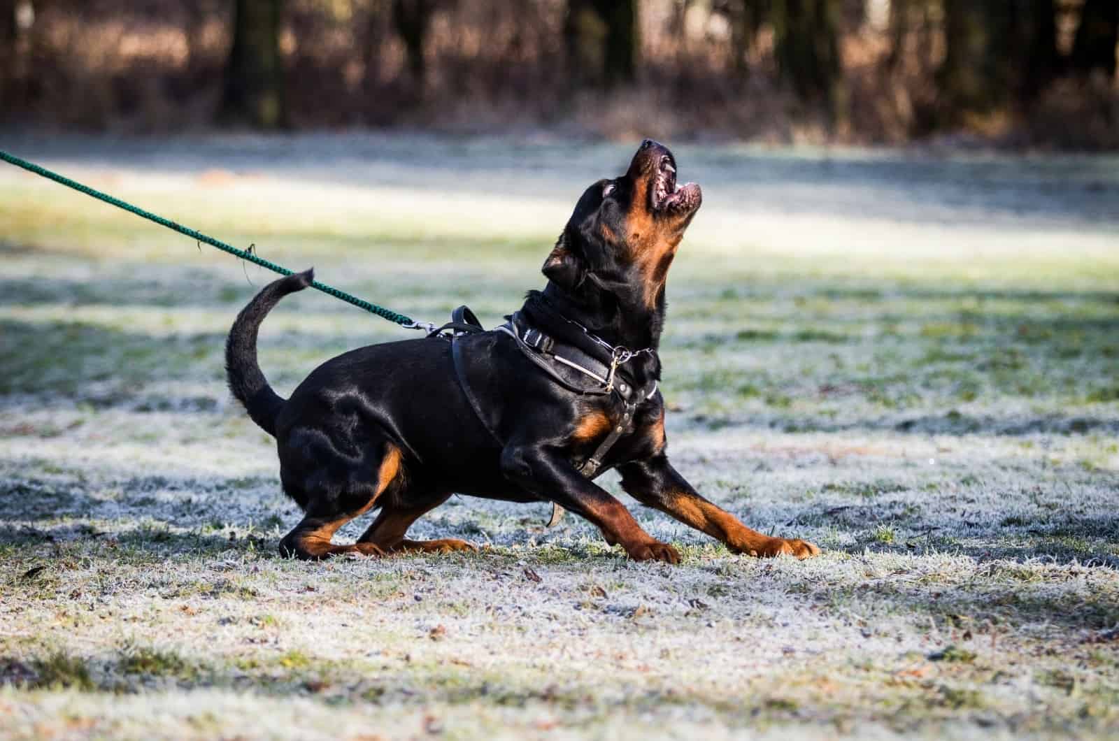 angry Rottweiler playing outside