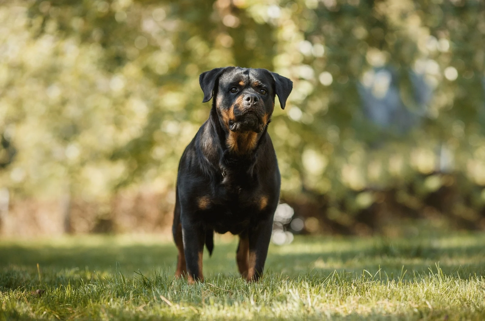angry Rottweiler standing outside