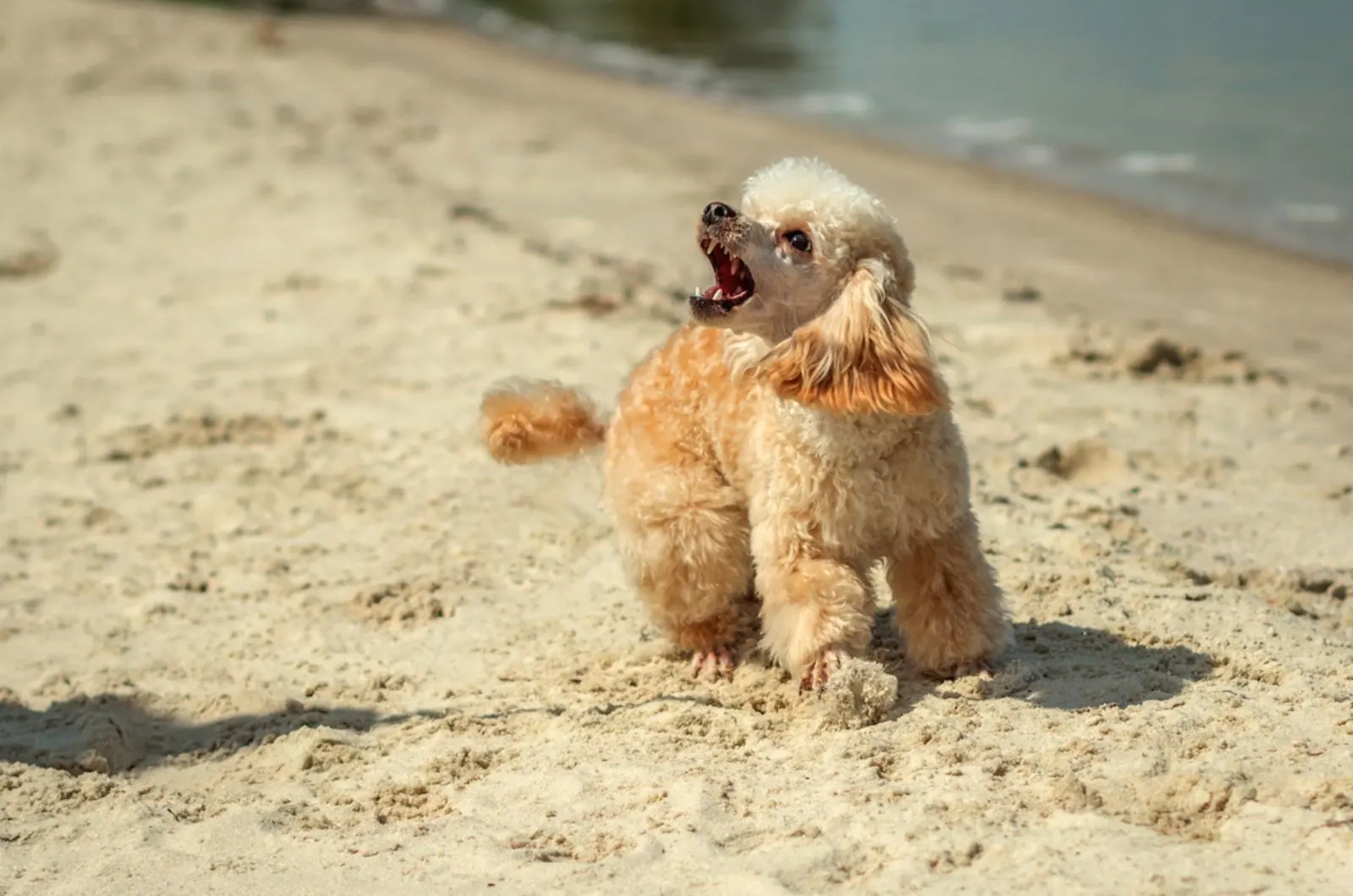 angry poodle barking on the beach