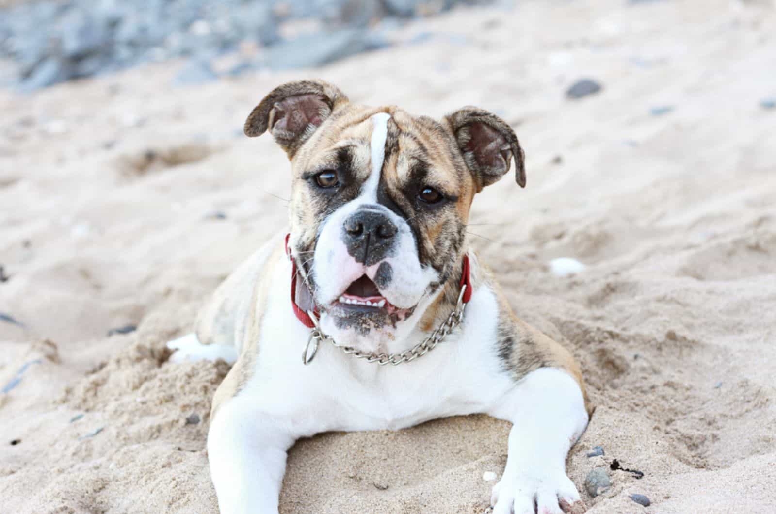 australian bulldog lying on the sand