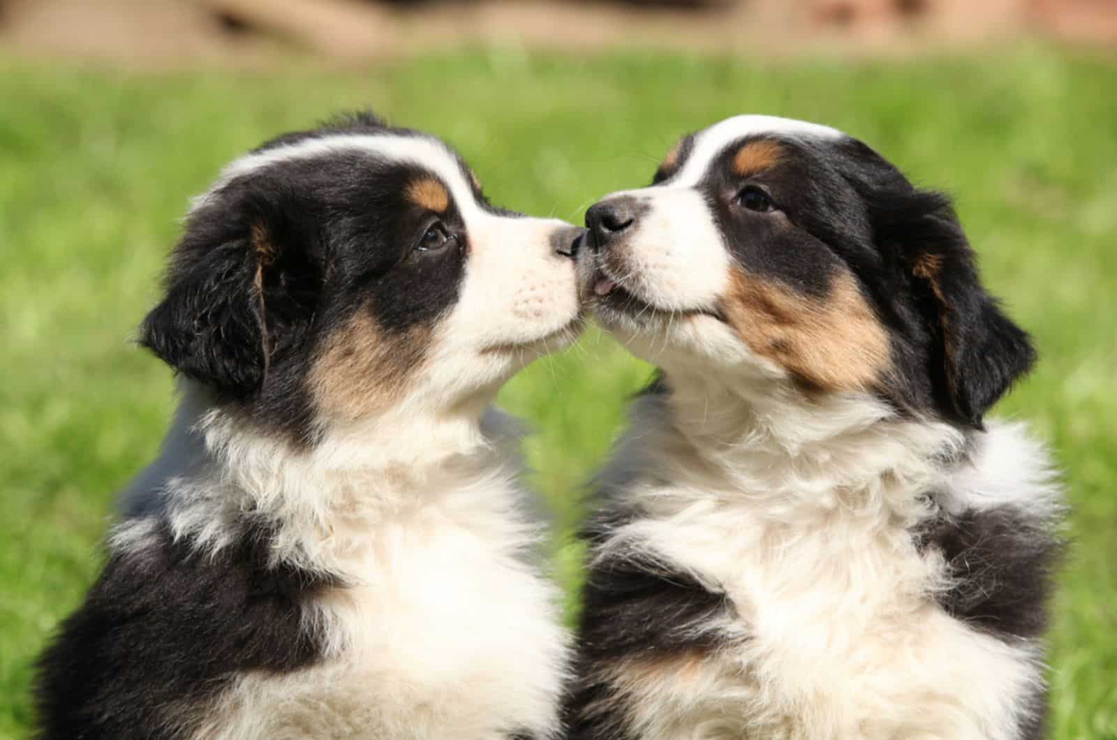 australian shepherd puppies playing outdoors