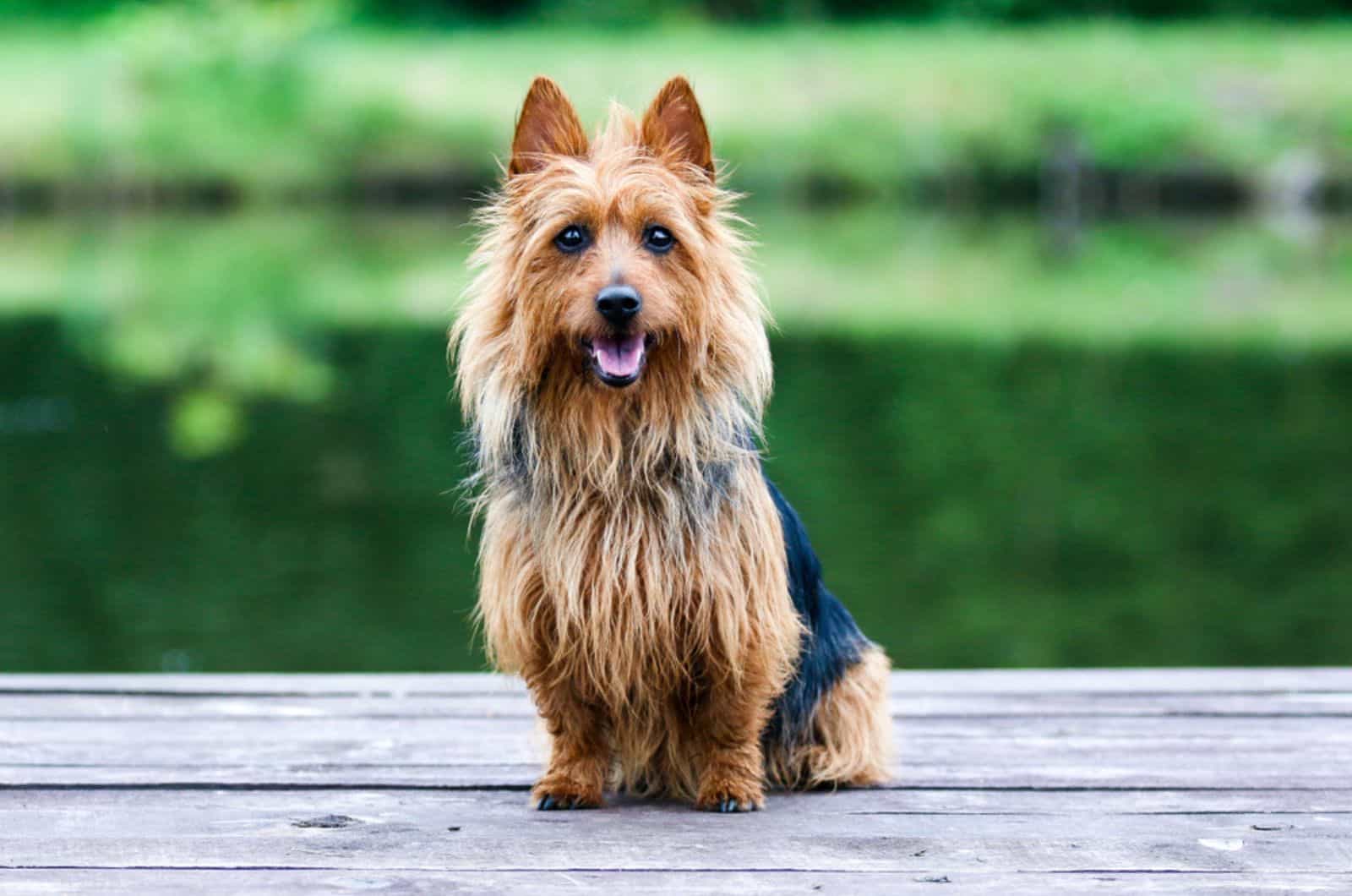 australian terrier sitting on the dock