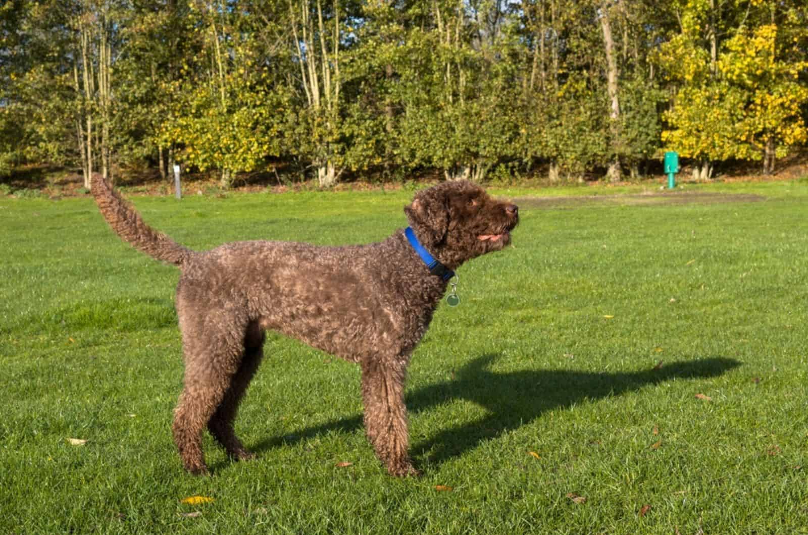 barbet dog in the park