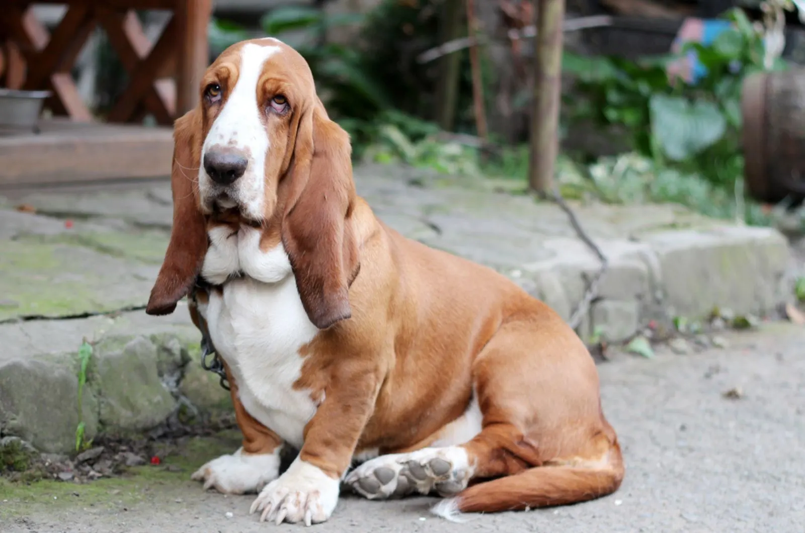 basset hound sitting outdoors