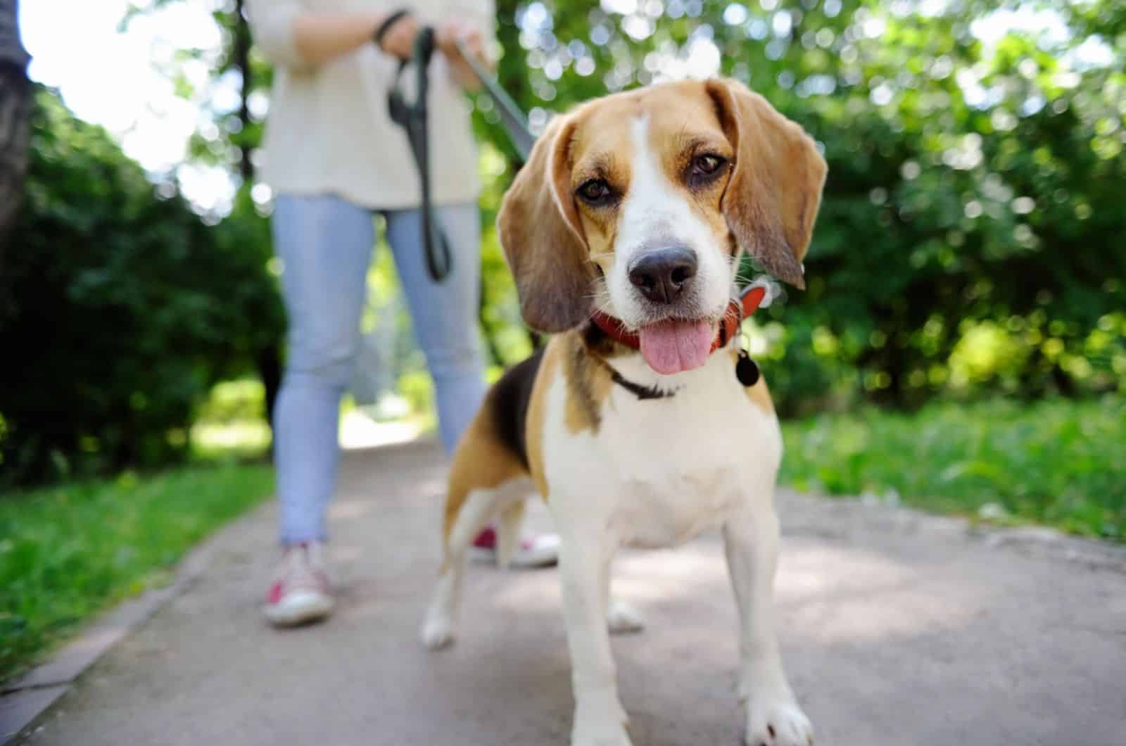 beagle dog on a leash walking with this owner