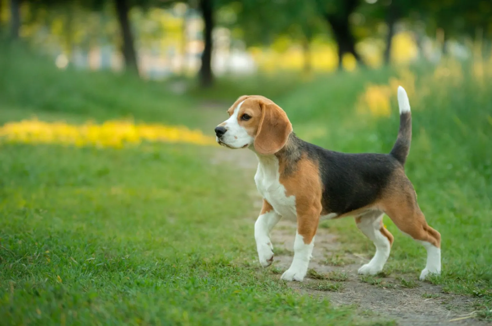 beagle dog in nature