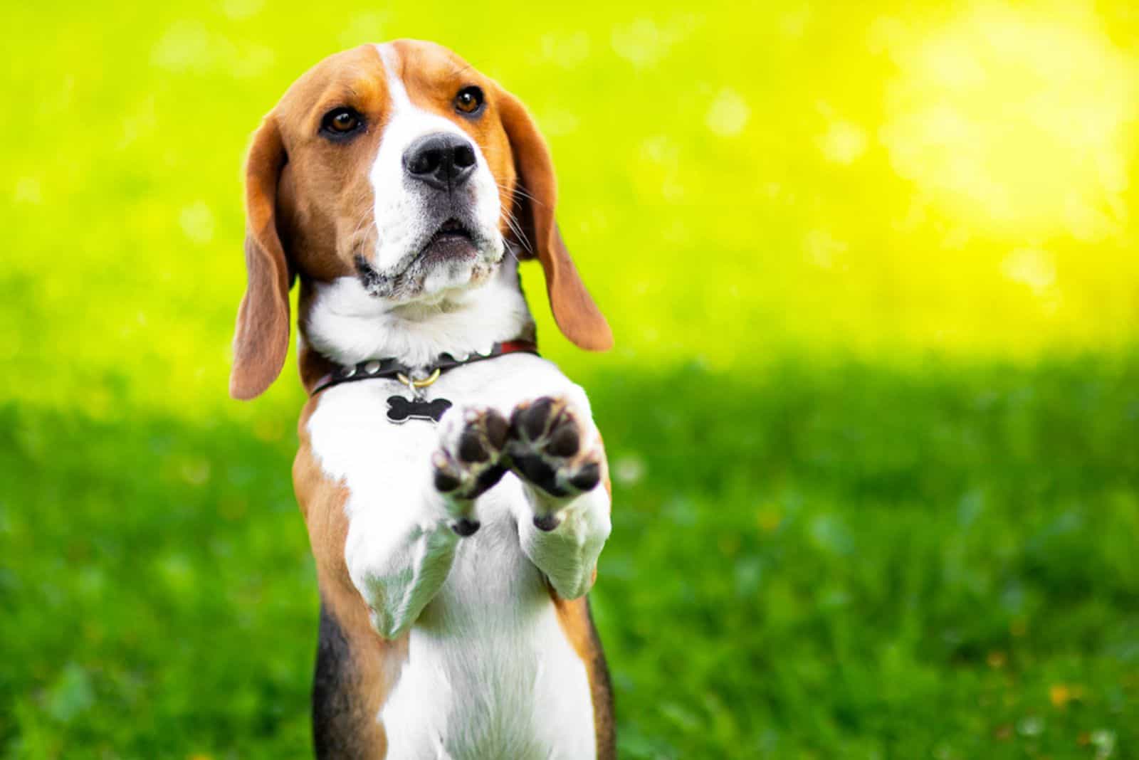 beagle performs commands on the green grass