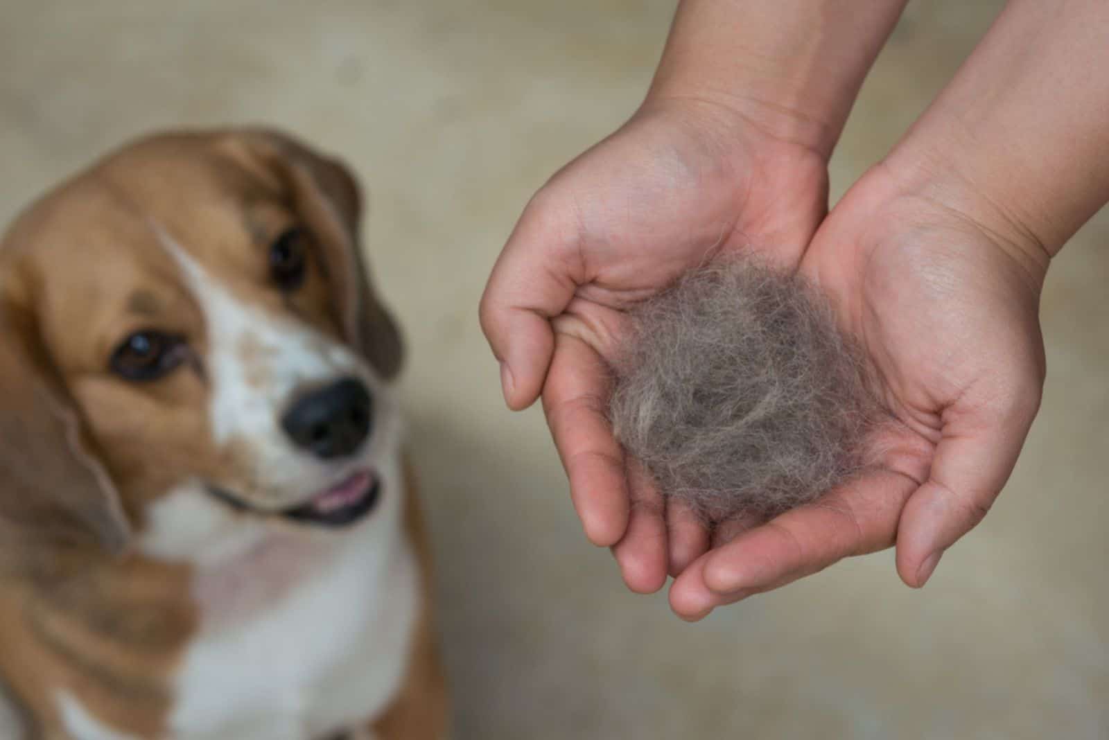 beagle with owner and his sheded fur in hands
