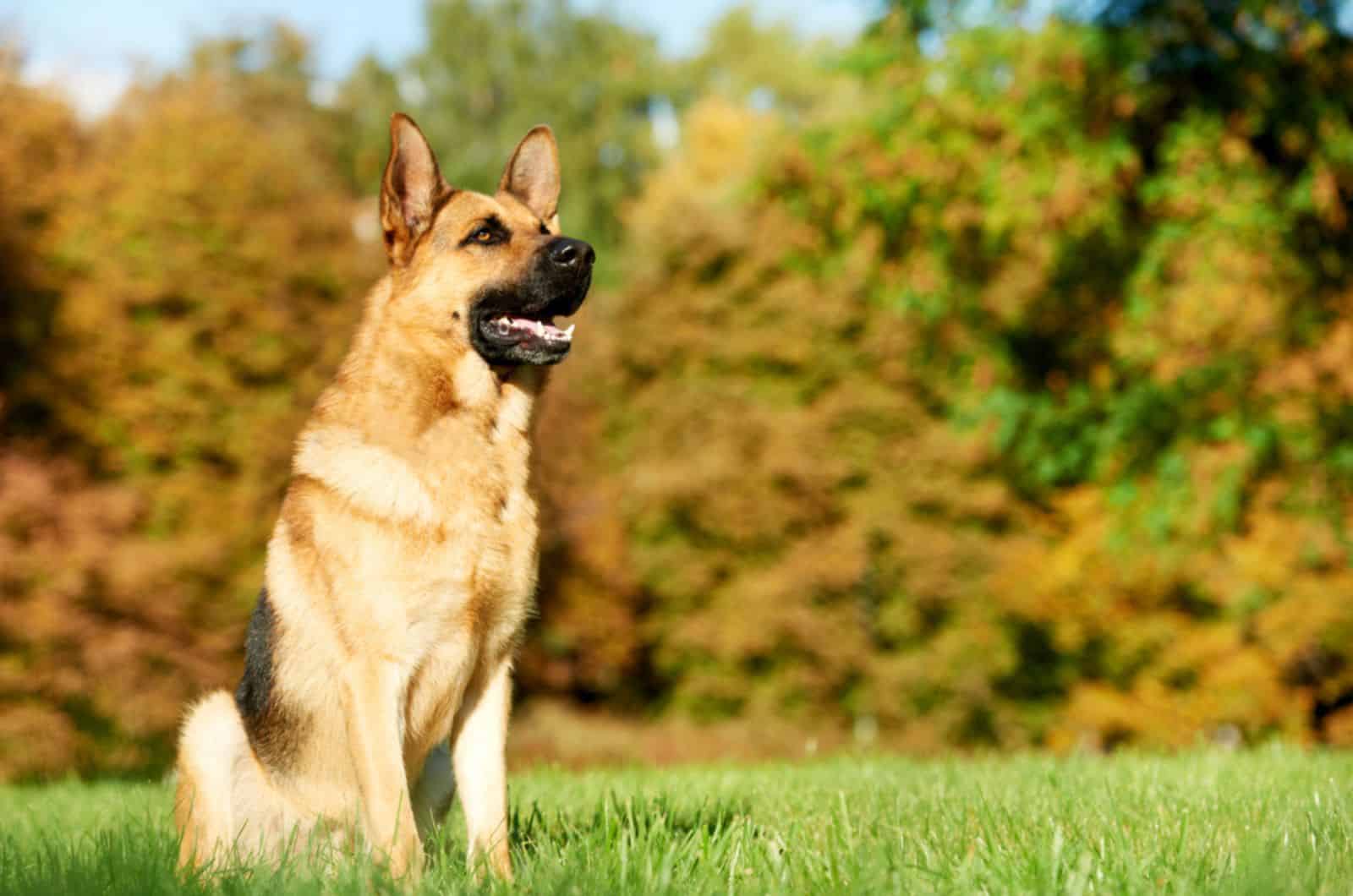 beautiful german shepherd sitting in the park