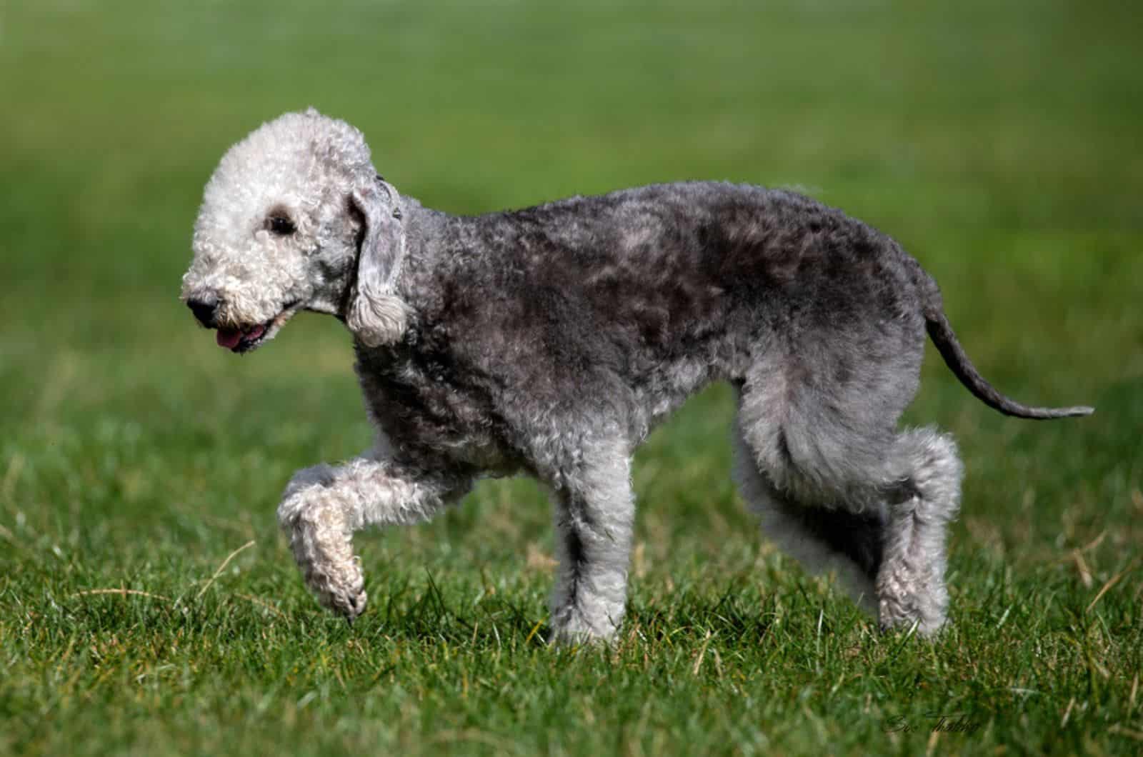 bedlington terrier  walking on the grass