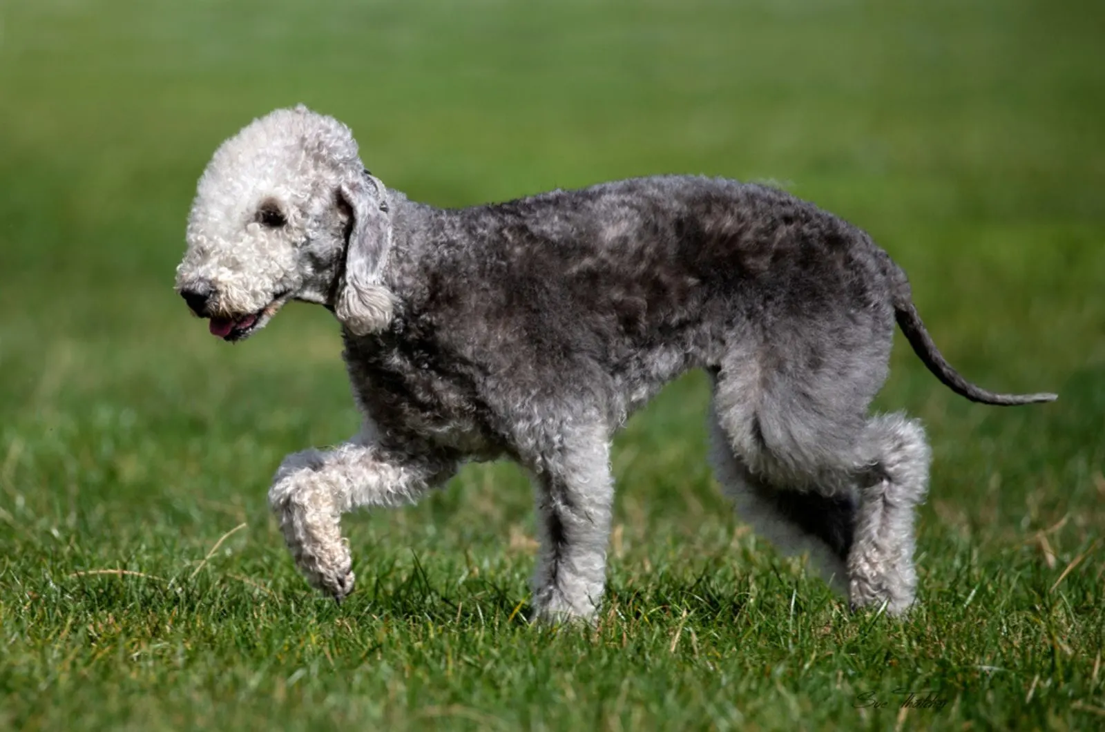 bedlington terrier walking on the grass
