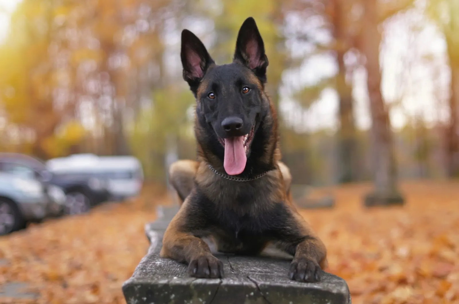 belgian malinois lying on the bench in the park