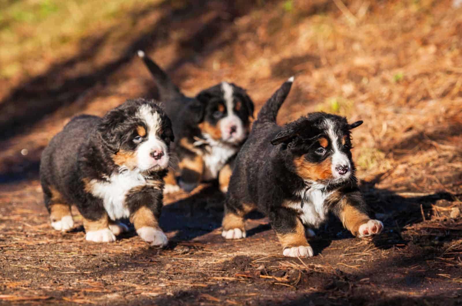 bernese mountain dog puppies running outdoors