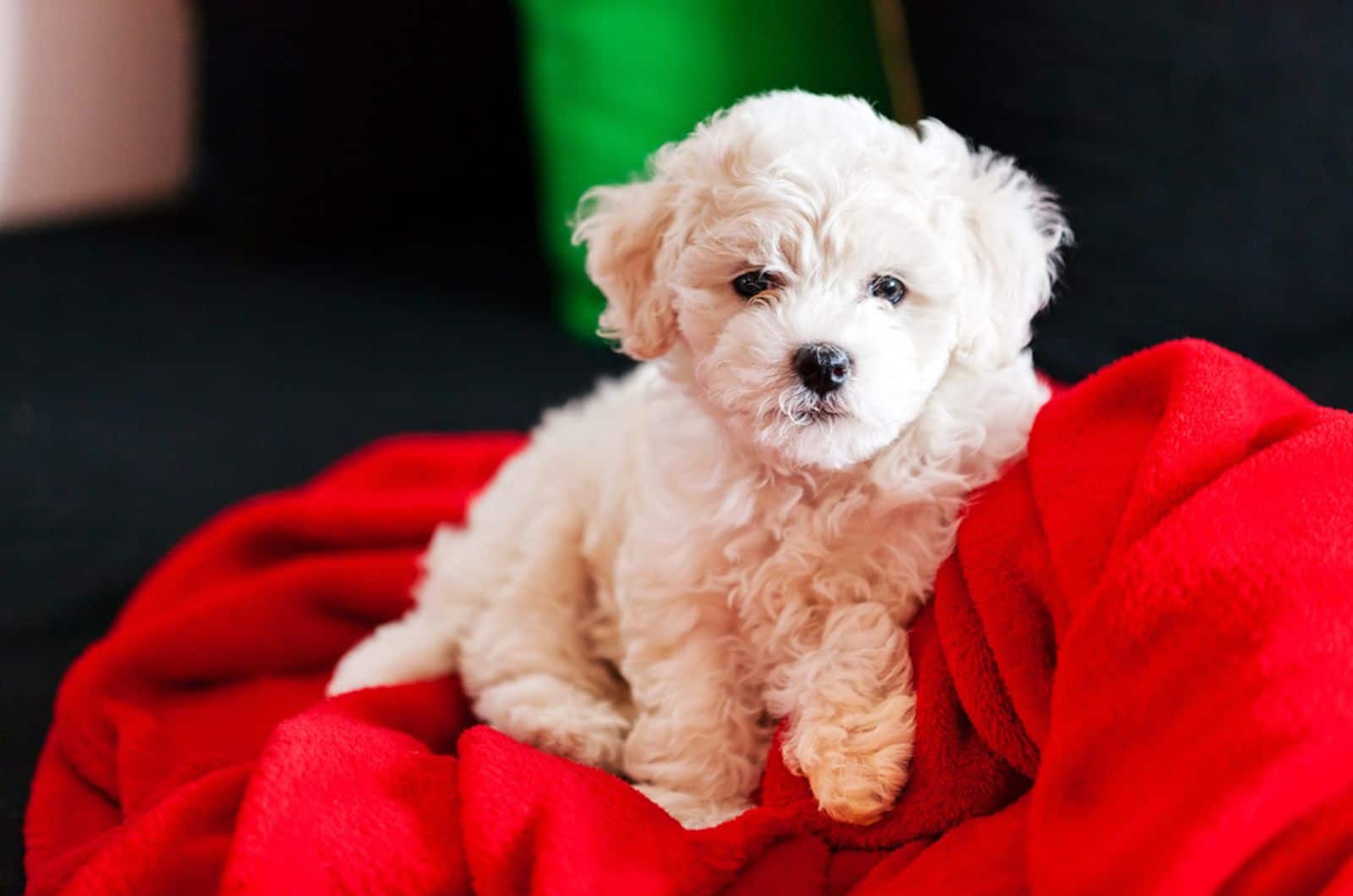 bichon frise sitting on the red blanket