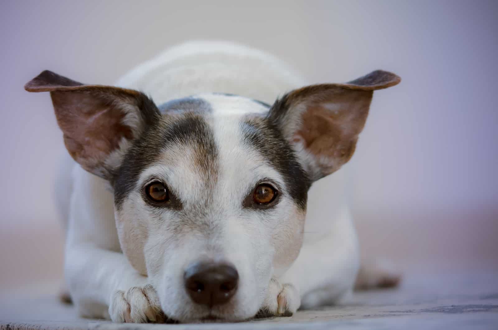 black and white jack russell terrier