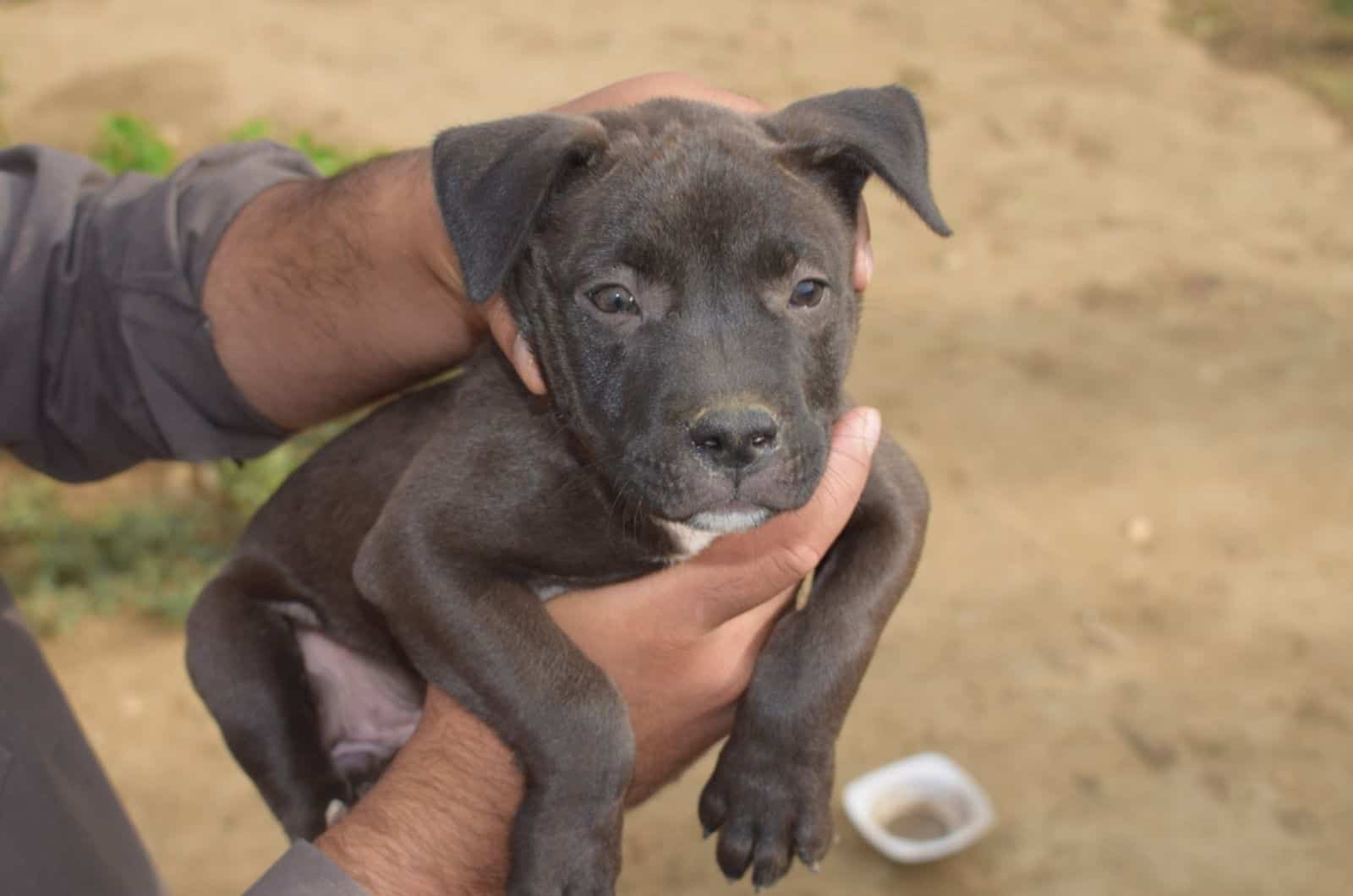 black pitbull puppy in owner's hands