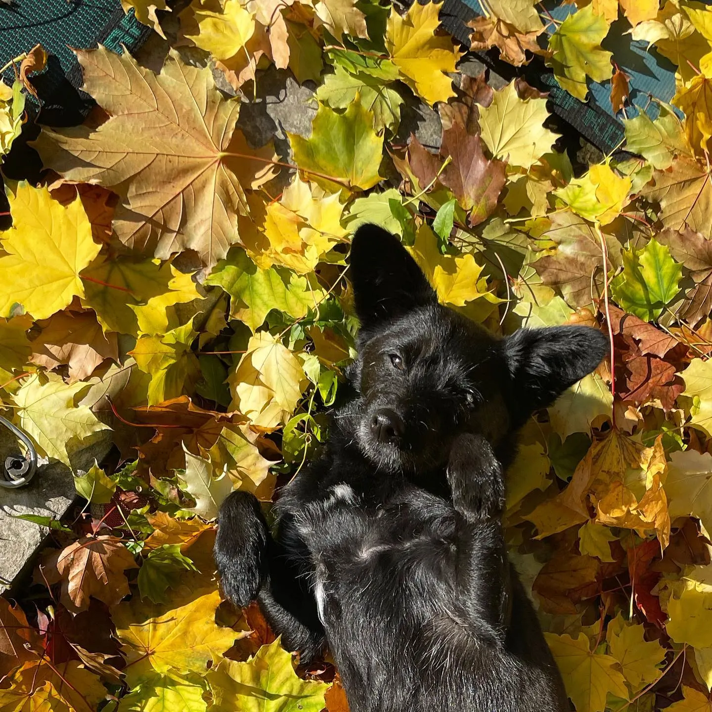 black pooshi laying on the back in leaves