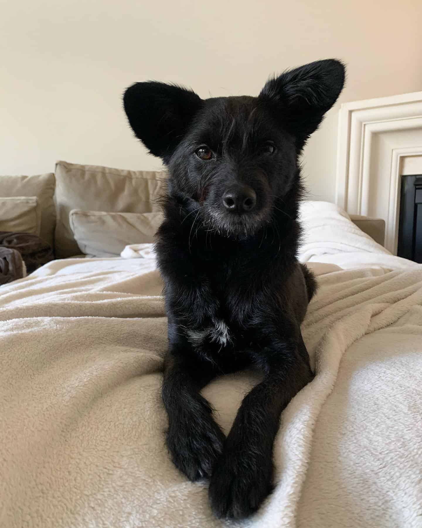 black pooshi laying on the bed