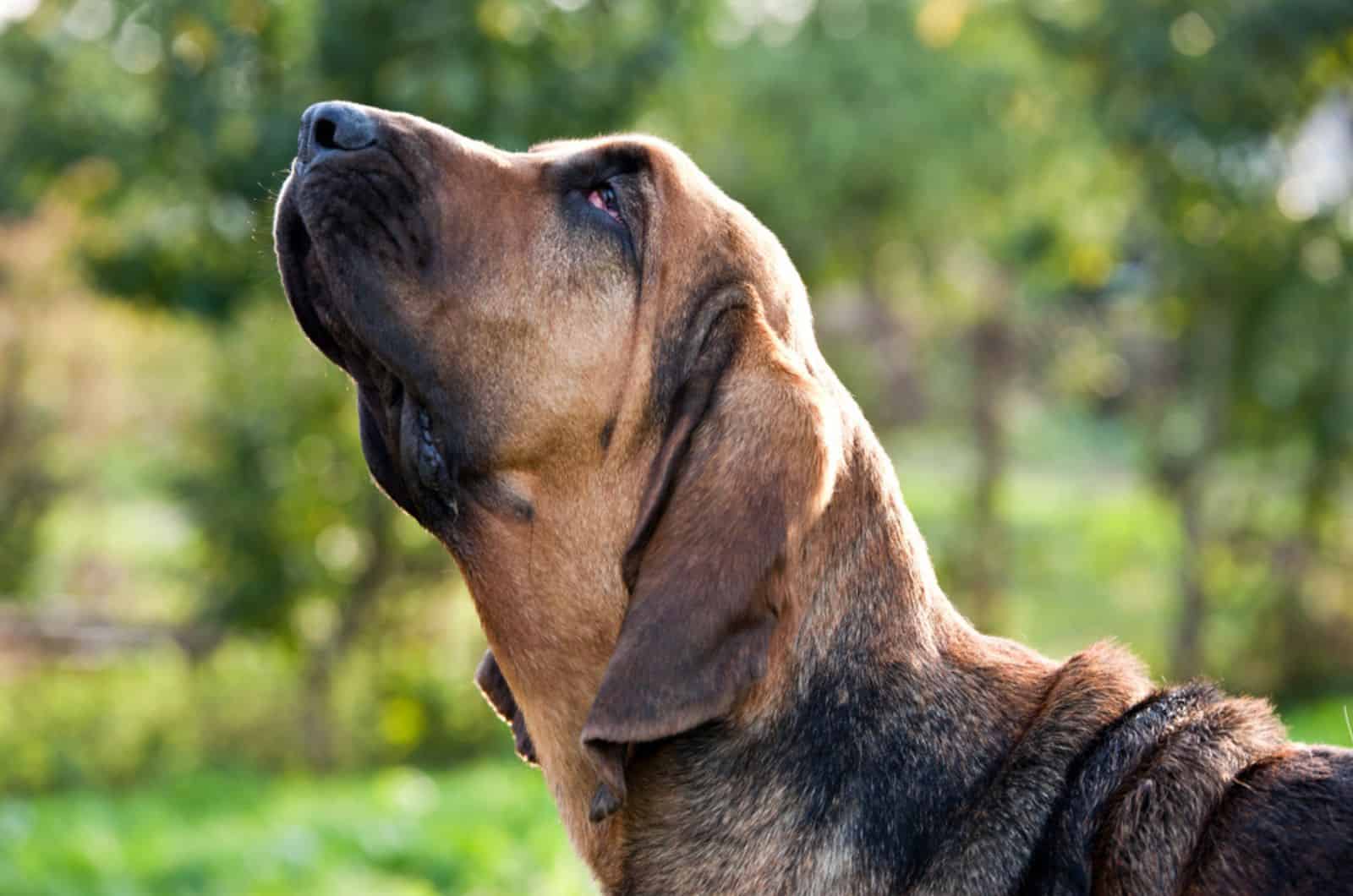 bloodhound dog in nature