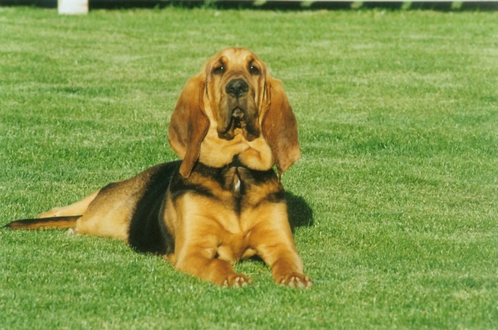 bloodhound lying on the grass
