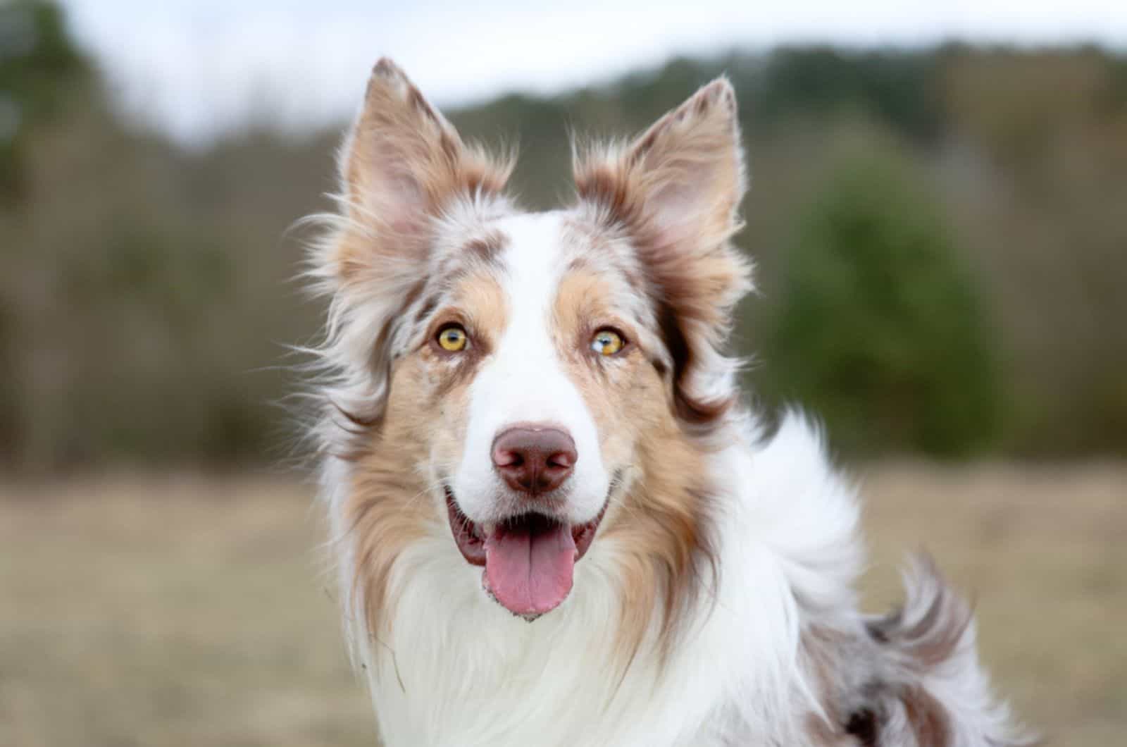 border collie in nature