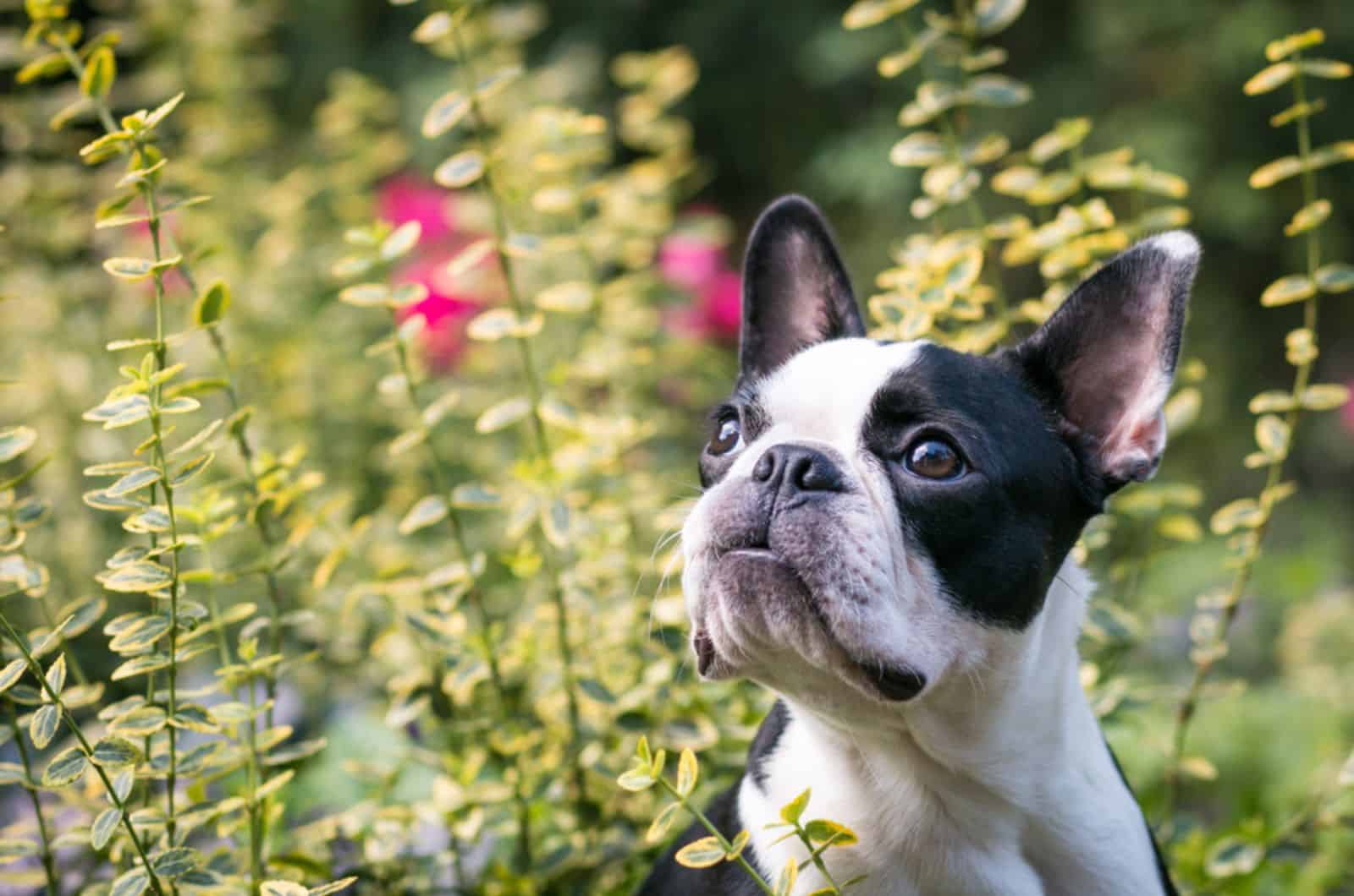 boston terrier in the garden