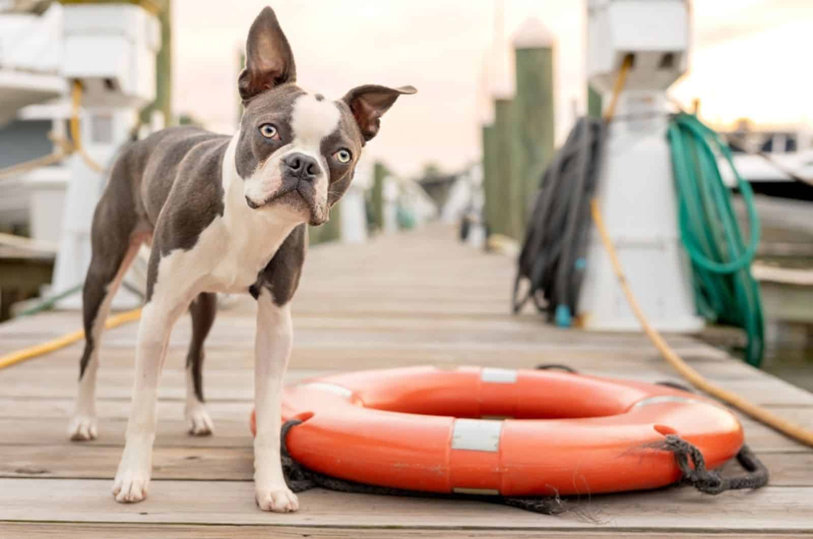 boston terrier standing on the dock