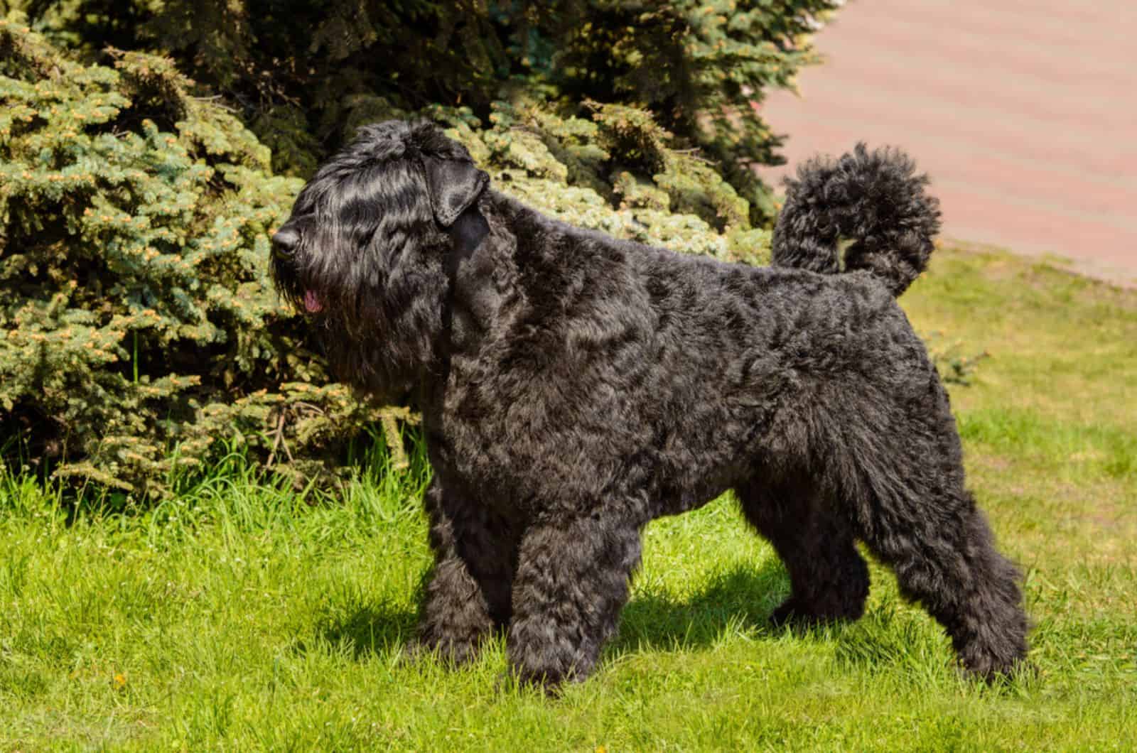 bouvier des flandres in the park