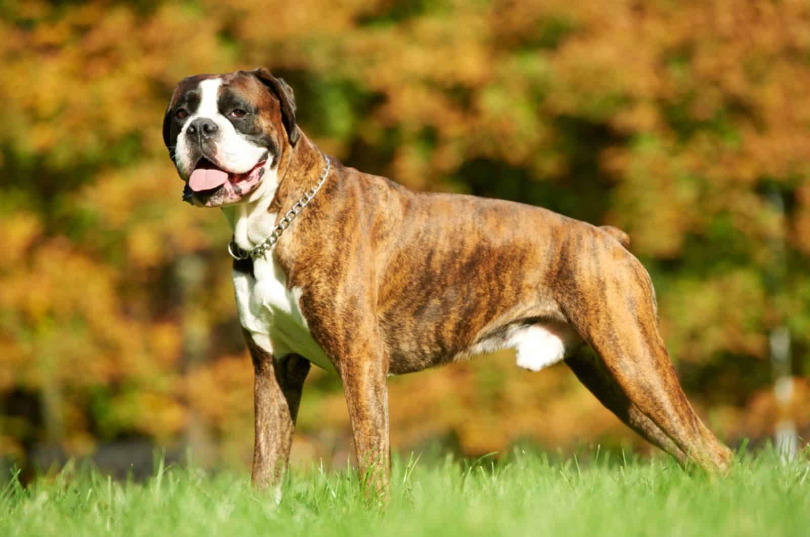 boxer dog standing in the park