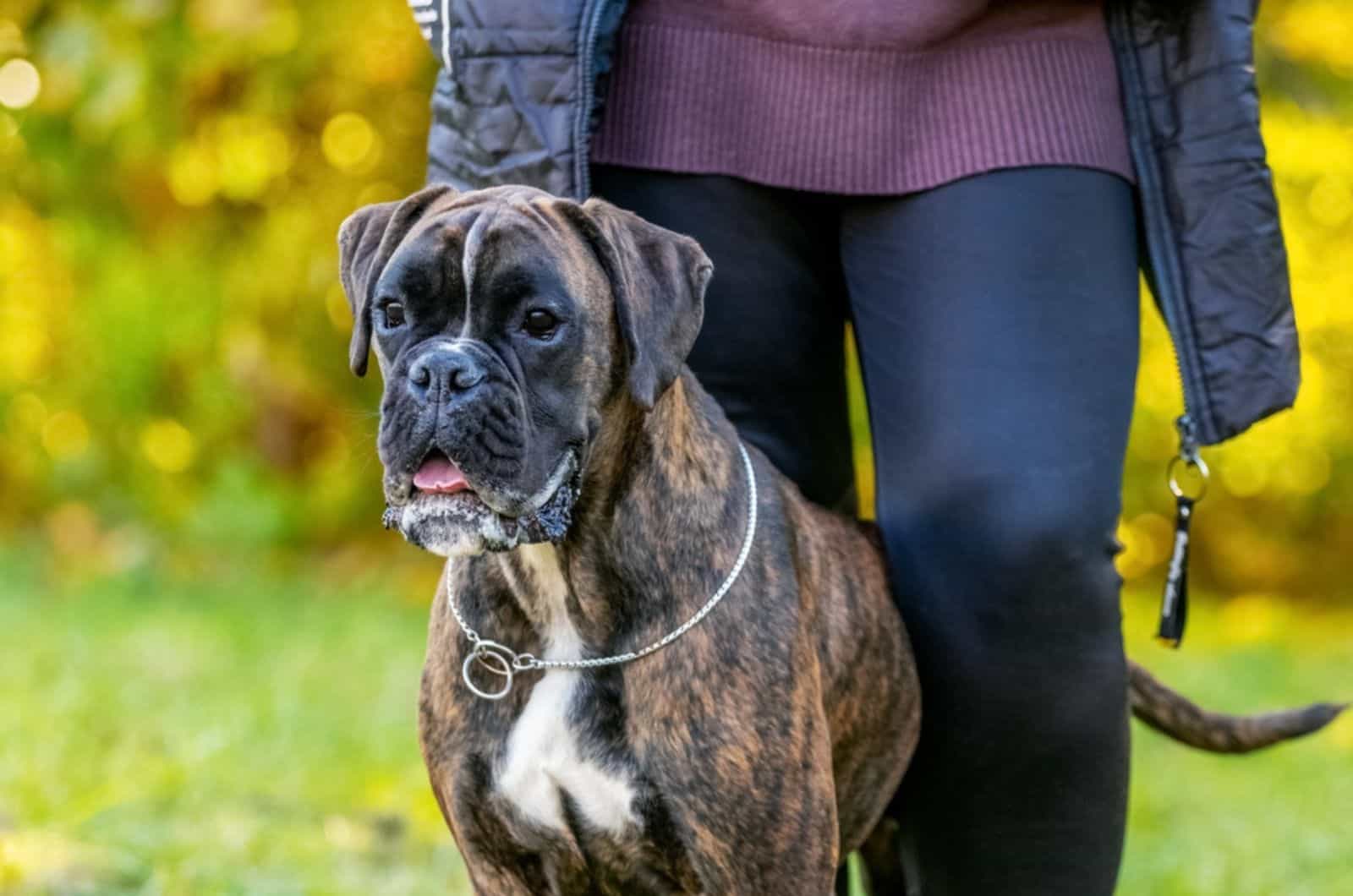 boxer dog and his owner in the park