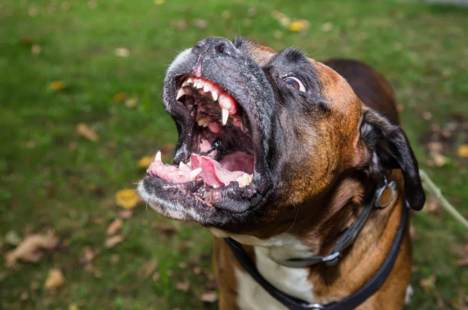 boxer dog barking outdoor