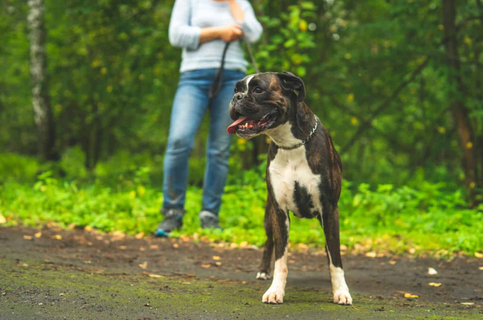 boxer dog on a leash walking with his owner