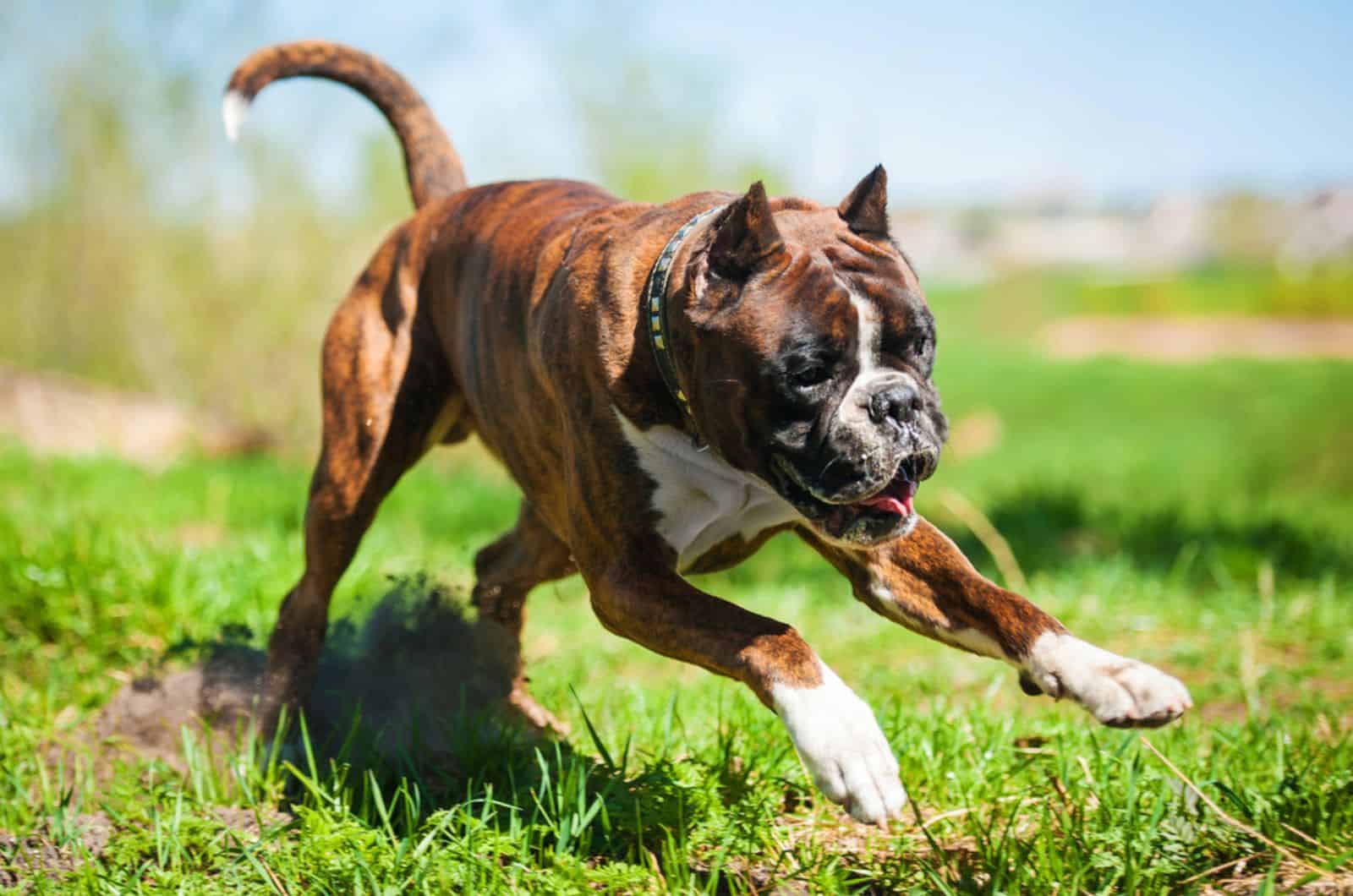 boxer dog running in nature