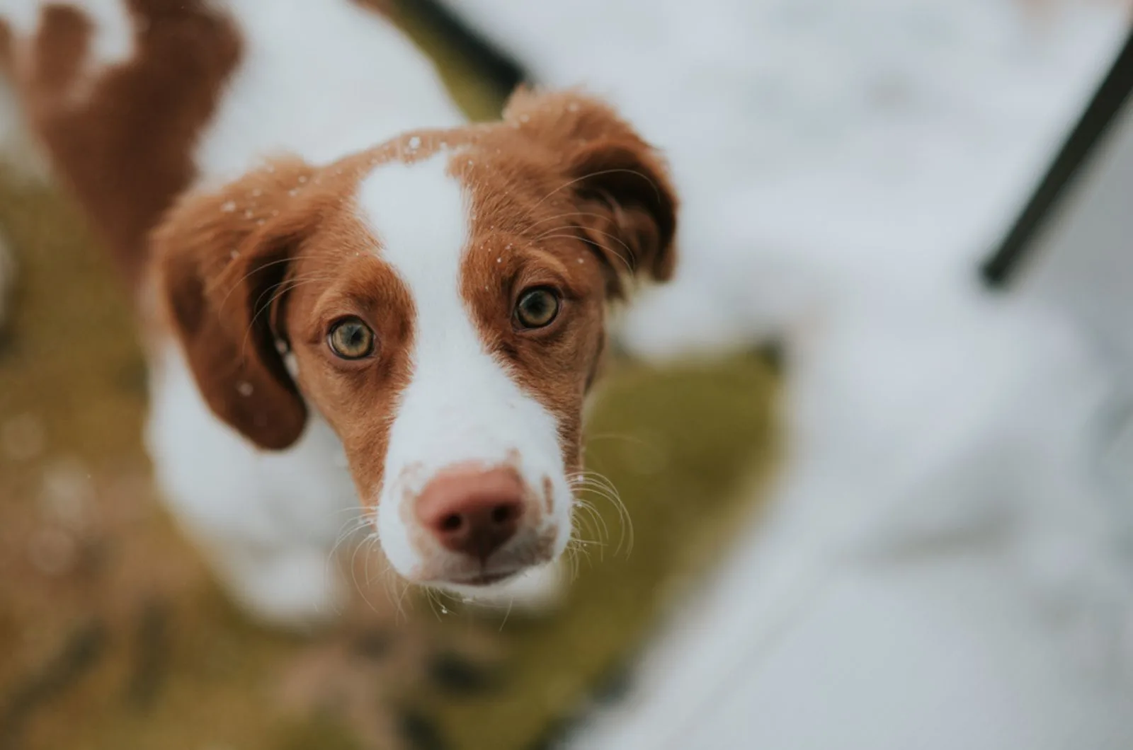 brittany spaniel looking into camera