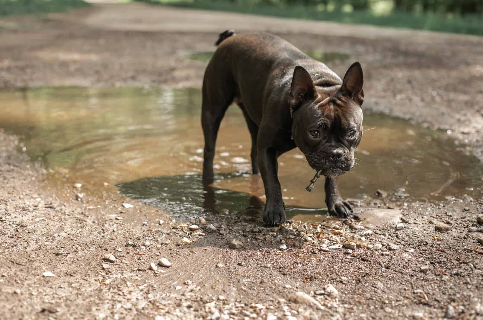 brown French Bulldog standing outside