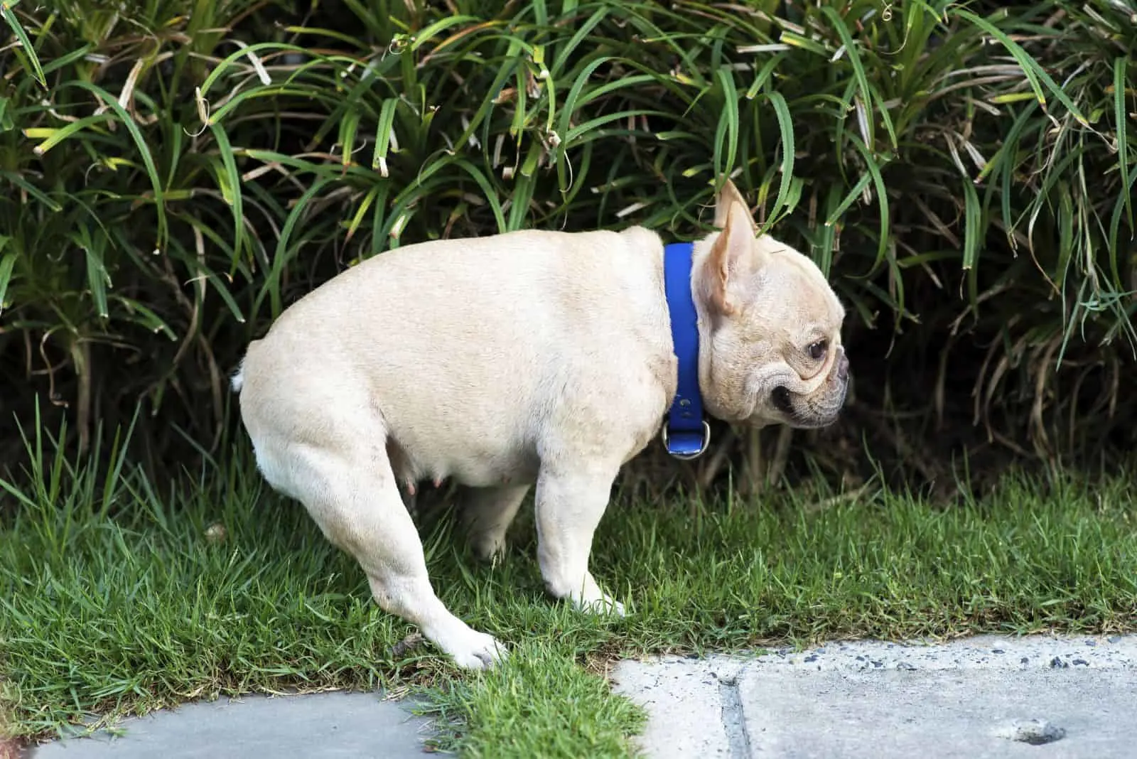 brown french bulldog poops on the grass