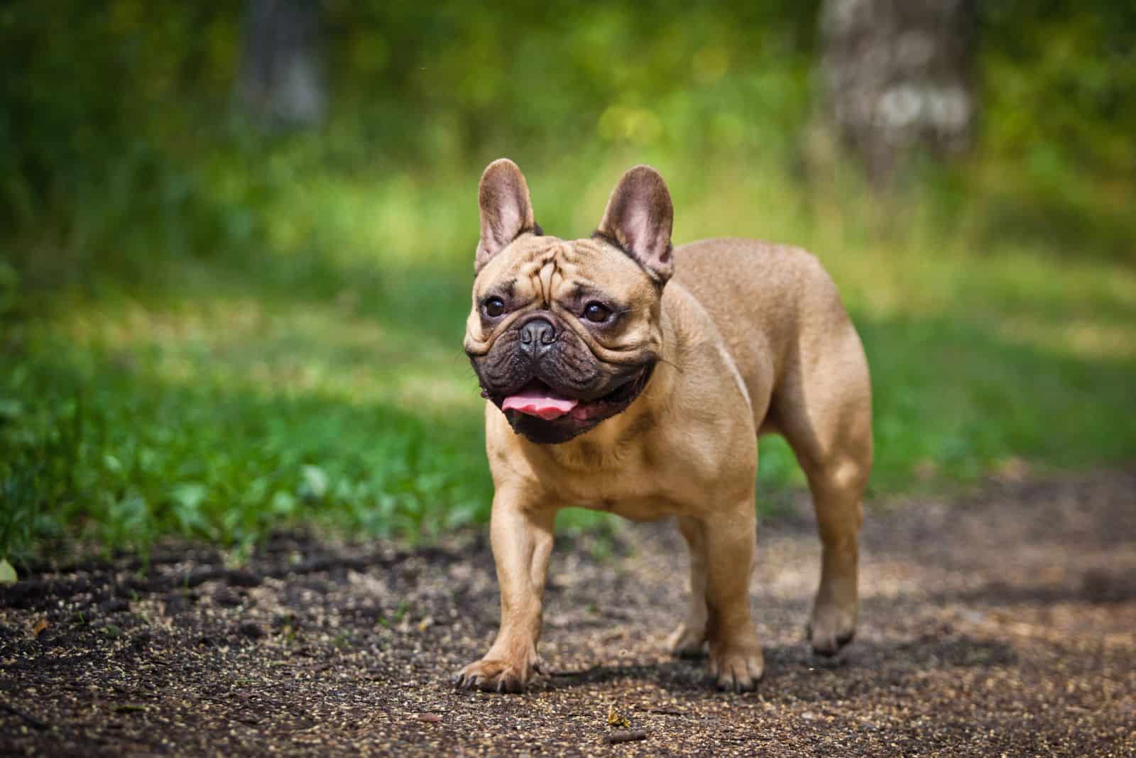 brown french bulldog walks on the sand