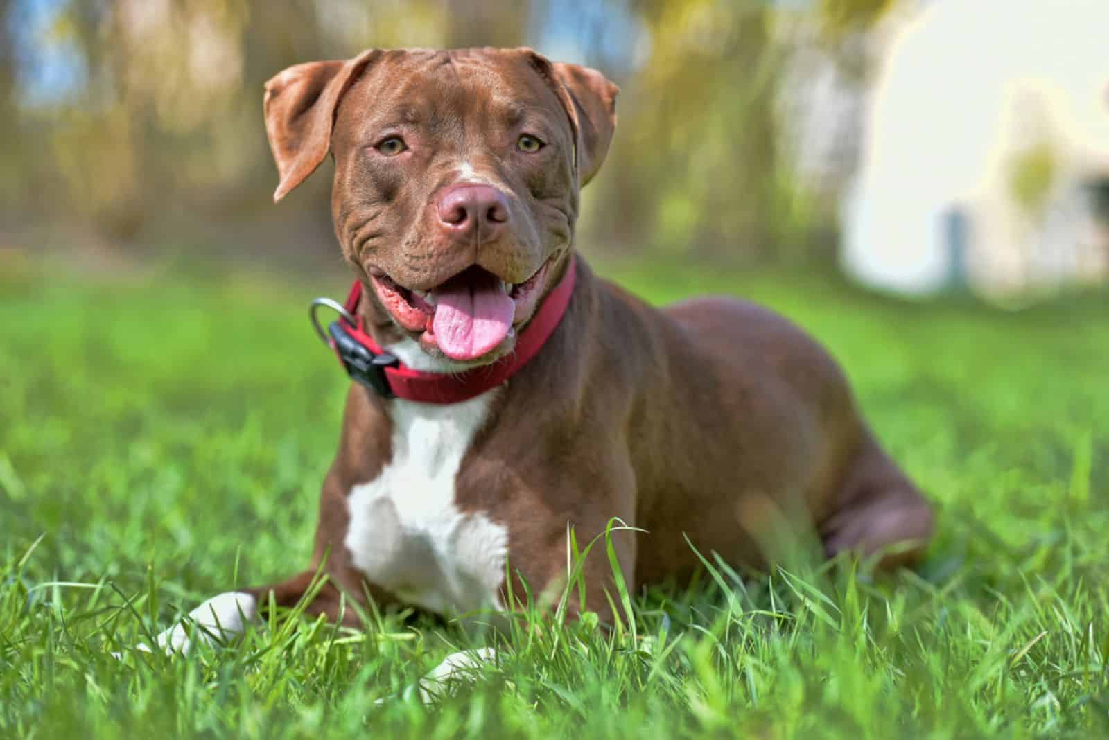 brown pitbull is lying on the grass