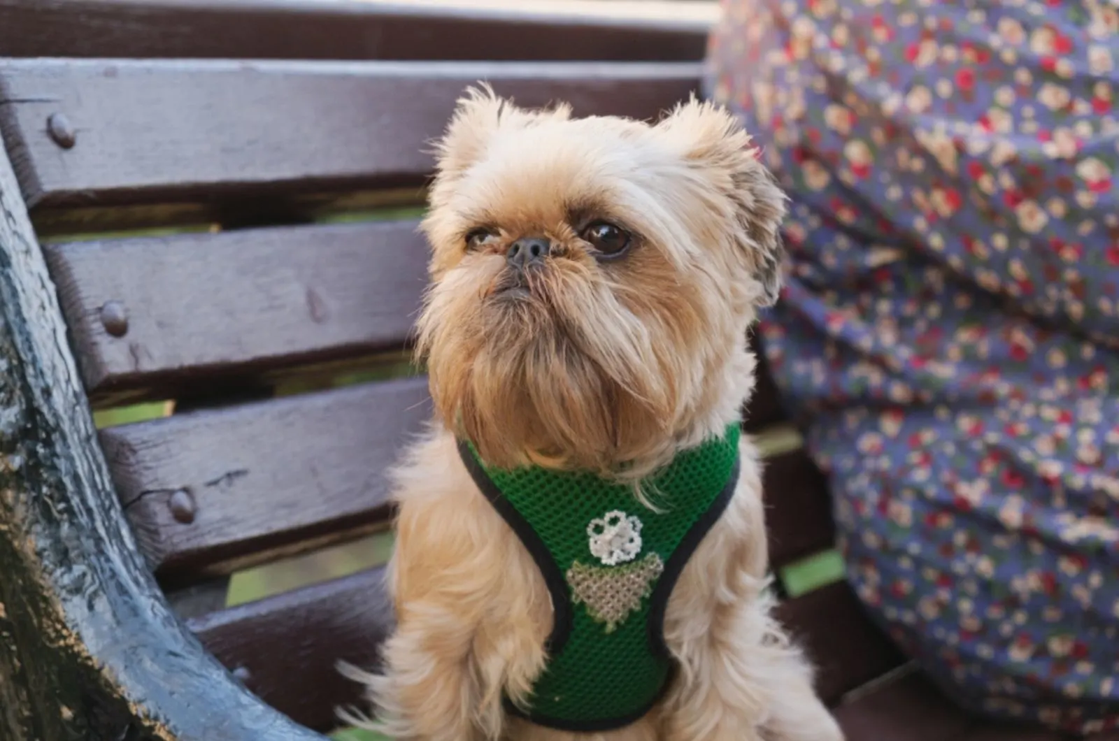brussels griffon sitting on the bench
