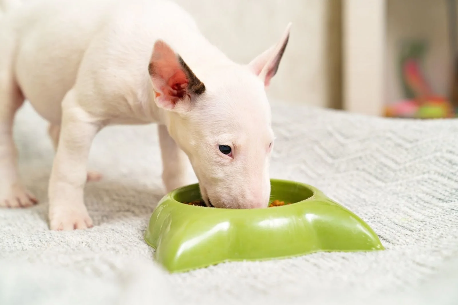 bull terrier eats from a bowl